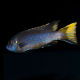 Псевдотрофеус Ацей Итунги XL (Pseudotropheus spec. acei "Itungi")