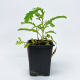 Филлантус (Phyllanthus sp)