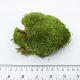 Мох (Leucobryum Glaucum)