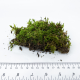Мох (Dicranum scoparium)