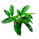 Анубиас Габон (в горшке) (Anubias barteri sp. "Gabon")