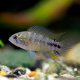 Апистограмма борелли (Apistogramma borellii)