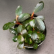 Буцефаландра Батанг Кава (в горшке) (Bucephalandra sp. Batang kawa)
