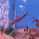 Водорослеед сетчатый "Бородоед" GLO синий (Crossocheilus reticulatus)