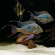 Геофагус Свена (Geophagus sveni)