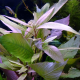 Гигрофила Вишневый лист (с грузом) (Hygrophyla corymbosa Chery Leaf)