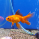 Золотая рыбка Веерохвост красный ML (Carassius auratus auratus)