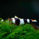 Креветка Черный кристалл (Caridina cf.cantonensis)