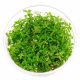 Лимнофила вьетнамская (меристема) (Limnophila sp. "Vietnam")