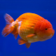Львиноголовка красная 7-8 см (Carassius auratus)