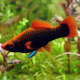 Меченосец черный красноплавничный (Xiphophorus helleri)