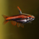 Нанностомус Мортенталера красный (Nannostomus mortenthaleri)