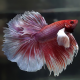 Петушок Супердельта Слоновье Ухо (самец) (Betta splendens)