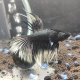 Петушок коронохвостый черный белохвостый (самец) (Betta splendens)
