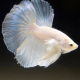 Петушок супердельта жемчужный (самец) (Betta Splendens)
