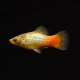 Пецилия закат радужная (Xiphophorus variatus sunset rainbow)