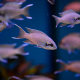 Принцесса Бурунди (Neolamprologus brichardi)