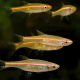 Расбора краснолинейная (Trigonopoma pauciperforatum)