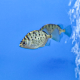 Селенотока многополосая (Selenotoca multifasciata)