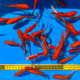Карась красный S (Carassius auratus)