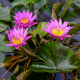 Нимфея Queen of Siam, розовый цветок (Nymphaea Queen of Siam), тропическая