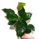 Анубиас Бартера Даймонд (в горшке) (Anubias barteri sp.Diamond)