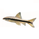 Водорослеед сиамский SAE (S) (Crossocheilus siamensis)