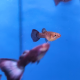 Гуппи малахитовый (самка) (Poecilia reticulata)