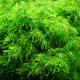 Мох Плакучий (Vesicularia ferriei 'Weeping)