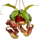 Непентес (Nepenthes Gaya)