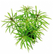 Погостемон квадрифолиус (Pogostemon quadrifolius) в горшке
