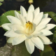 Нимфея Kao Mongkol, белая, (Nymphaea Kao Mongkol), тропическая
