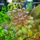 Людвигия Седиоидес (с грузом) (Ludwigia sedoides)