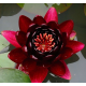 Нимфея Black princess, темно-красный цветок (Nymphaea Black princess) Голландия