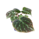 Бегония (Imperialis Emerald Jewel)