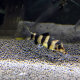 Боция Tiger (Chromobotia sp. sf. Tiger)
