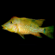 Геофагус Штайндахнера (L) (Geophagus steindachneri)