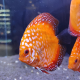 Дискус Пиджен M (Symphysodon Aequifaciatus sp.)