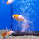 Золотая рыбка Веерохвост красная шапочка S (Carassius auratus)