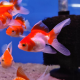 Золотая рыбка Веерохвост красно-белый МL (Carassius auratus auratus)