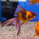 Золотая рыбка Веерохвост ситцевый SМ (Carassius auratus auratus)