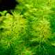 Перистолистник элатиноидес (с грузом) (Myriophyllum elatinoides)