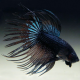 Петушок коронохвостый Черная орхидея (самец) (Betta splendens)