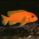 Псевдотрофеус зебра красный Минос Риф XL (Maylandia zebra Minos Reef)