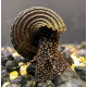 Улитка Тиломелания Кролик в желтую точку (Tylomelania towutensis)
