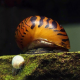 Улитка неритина тигровая (Neritina natalensis Tiger)