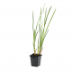 Аир обыкновенный (Acorus calamus) Голландия