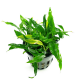 Анубиас минима Коготь дракона (в горшке) (Anubias minima Dragon Claw)