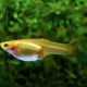 Гуппи Желтые кружевные (самка) (Poeciliareticulata)