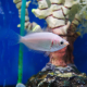 Гурами целующийся розовый (Helostoma temminkii)